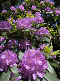Rhododendron-lila-gelb-gefüllt